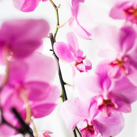 City Rooms Szczecin Отель типа 