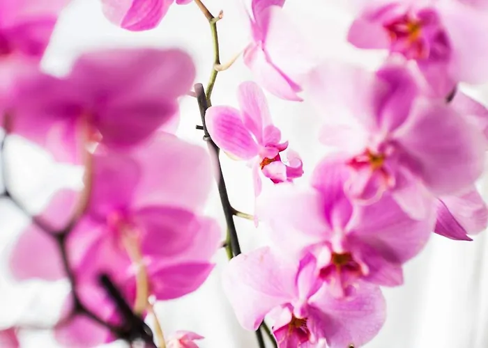 City Rooms Szczecin فندق مبيت وإفطار شتشيتسين